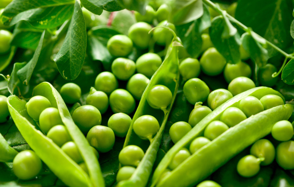 Свежий зеленый горошек крупным планом