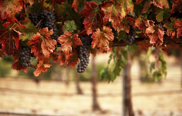 Гроздья синего винограда в желтых листьях 