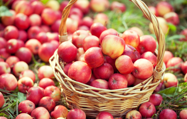 Большая корзина с красивыми красными яблоками 