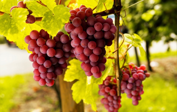 Большие гроздья розового винограда в зеленой листве