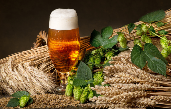 Бокал пива с хмелем и колосьями пшеницы 