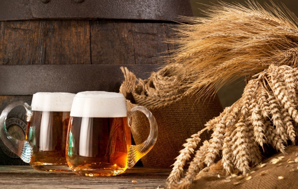 Два бокала пива и колосья пшеницы 