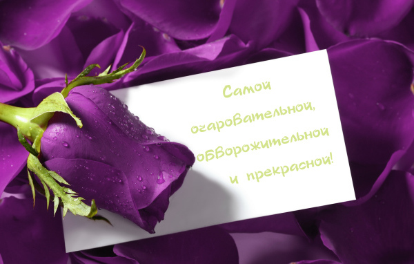 Сиреневая роза любимой девушке на 8 марта