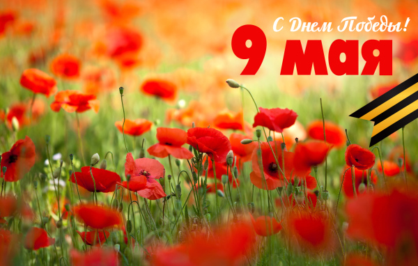 Открытка с полевыми маками на 9 мая  