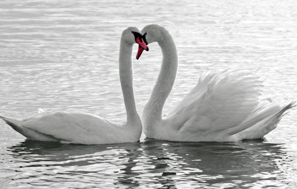 Влюбленная пара белых лебедей 