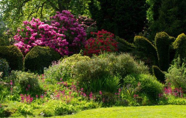 Красивые цветущие кусты роз в парке 