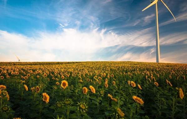 Цветущее поле подсолнухов под голубым красивым небом 