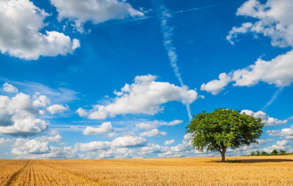 Голубое небо с белыми облаками над полем пшеницы