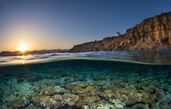 Кораллы в прозрачной морской воде в лучах солнца на рассвете