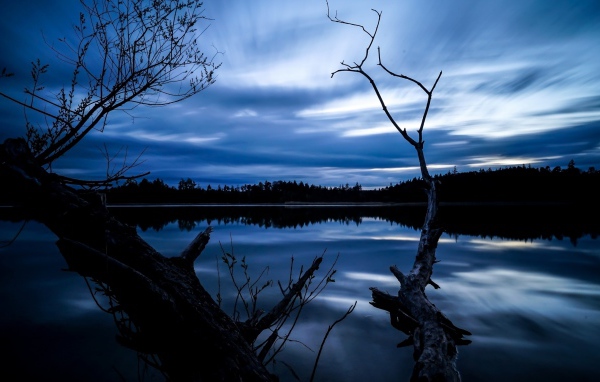 Сухое дерево у озера под красивым ночным небом