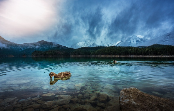 Утки плавают в чистой воде горного озера 