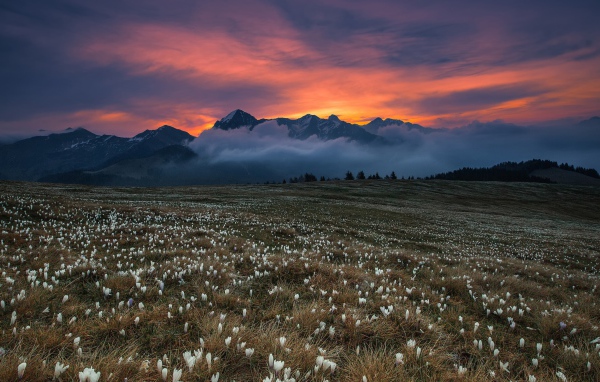 Поле белых крокусов у гор на фоне неба 