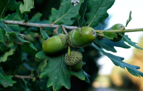 Зеленые желуди на ветке 