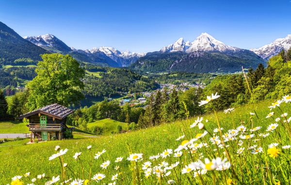 Зеленые цветущие альпийские луга на фоне заснеженных гор, Германия