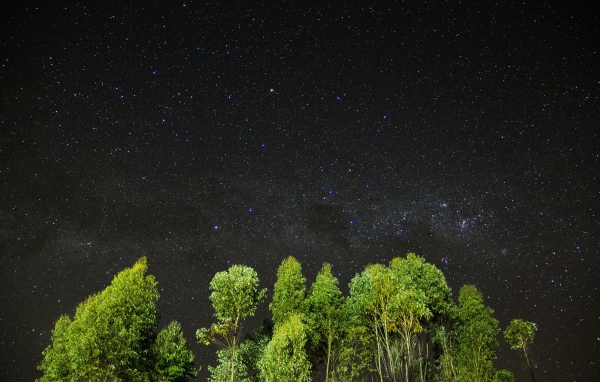 Зеленые верхушки деревьев на фоне звездного неба