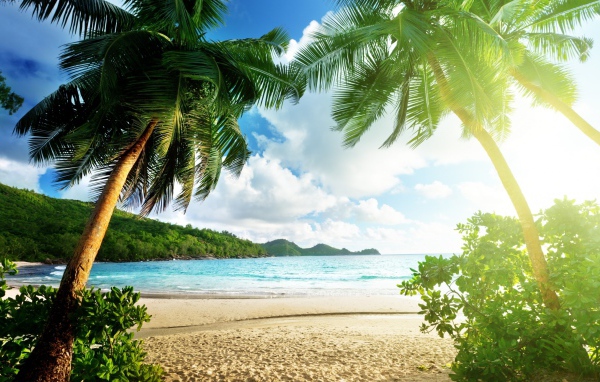 Высокие зеленые пальмы на берегу океана