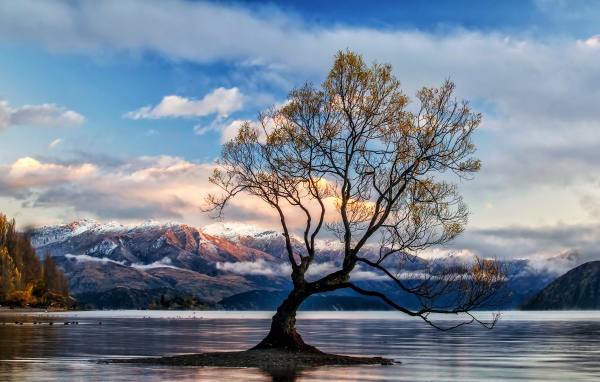 Островок с деревом в озере на фоне гор