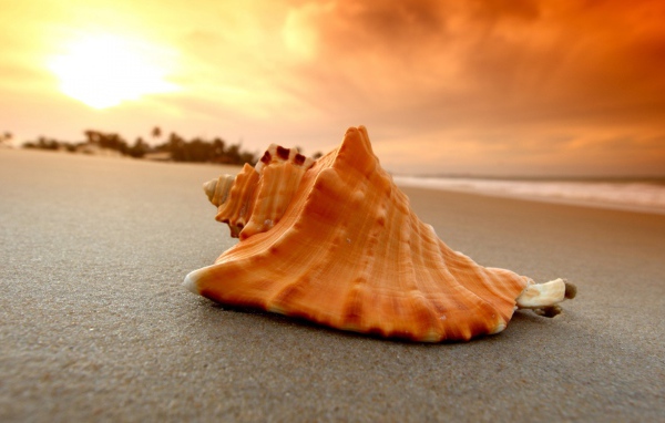 Большая ракушка лежит на горячем песке на закате солнца
