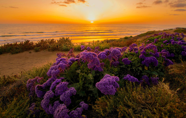 Сиреневые цветы на берегу океана на закате 