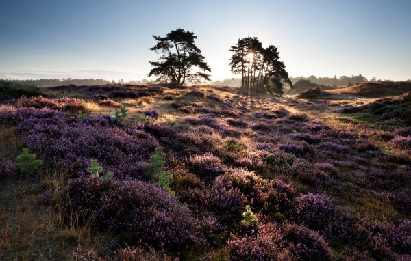 Лиловые полевые цветы и деревья в лучах солнца на рассвете