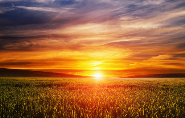 Закат летнего солнца над пшеничным полем 