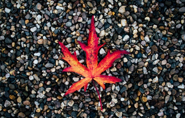 Опавший желтый лист лежит на мелких камнях