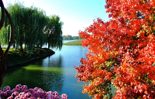 Деревья и цветы у озера в парке 
