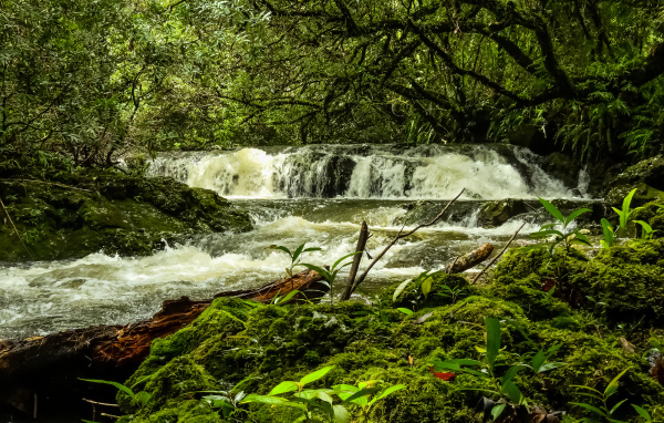 Водопад в лесу между деревьев, Франция 