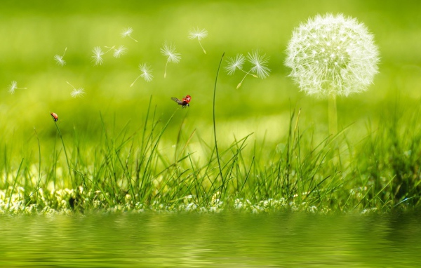 Белый одуванчик с зеленой травой у воды