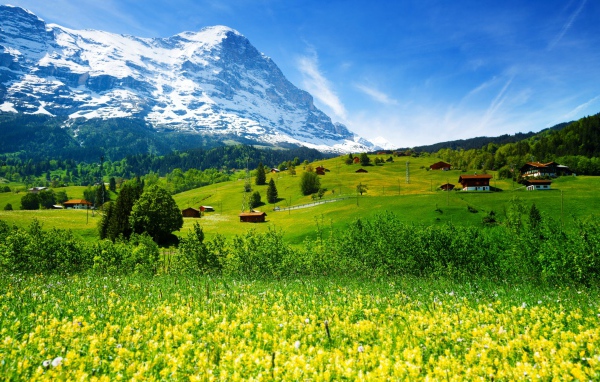 Полевые цветы и зеленые луга на фоне гор и голубого неба,  Швейцария