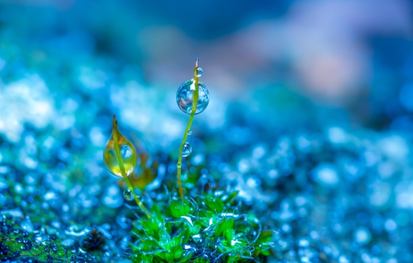 Молодой зеленый росток травы в каплях росы