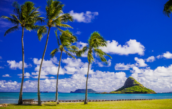 Пальмы на побережье под красивым голубым небом с белыми облаками, Гавайи. США