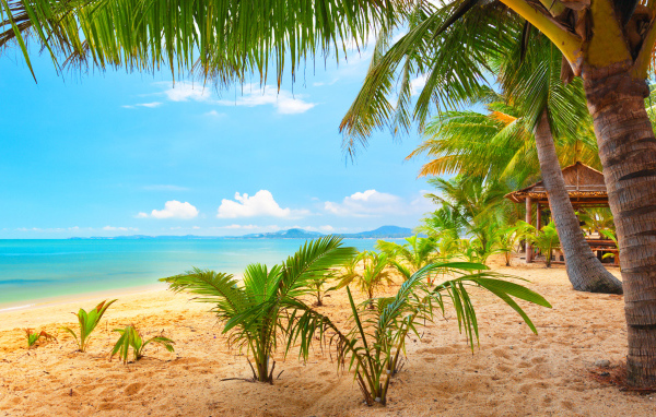 Тропический пляж с пальмами у океана