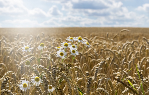 Ромашки растут на поле желтой пшеницы