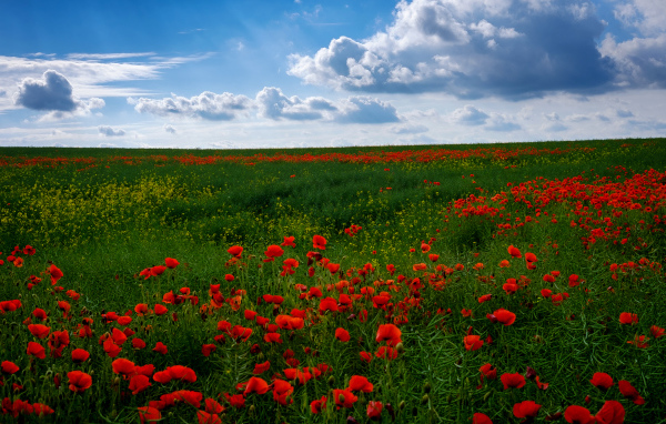 Поле красивых красных маков под голубым небом летом