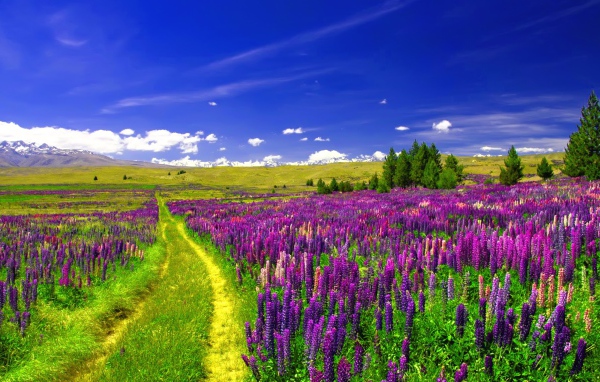 Поле люпинов под голубым небом 