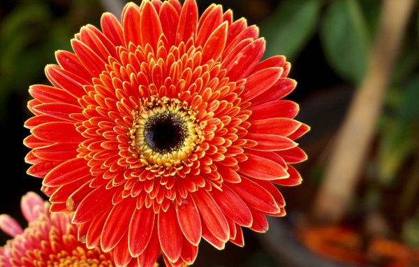 Одна прекрасная оранжевая гербера 