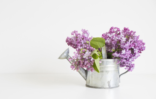 Букет сирени в лейке на сером фоне