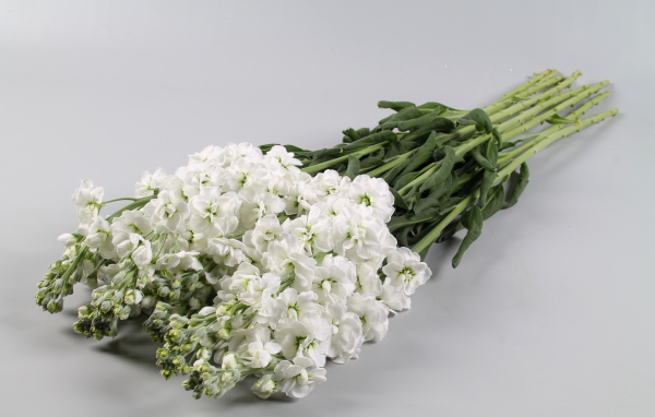 Букет белых цветов левкой на сером фоне