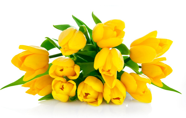 Букет желтых тюльпанов на белом фоне