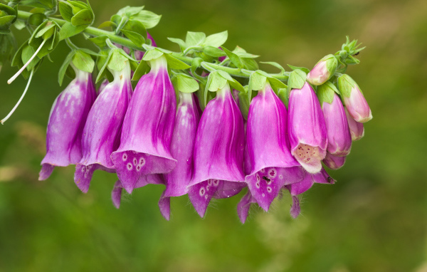 Веточка красивых фиолетовых цветов колокольчиков