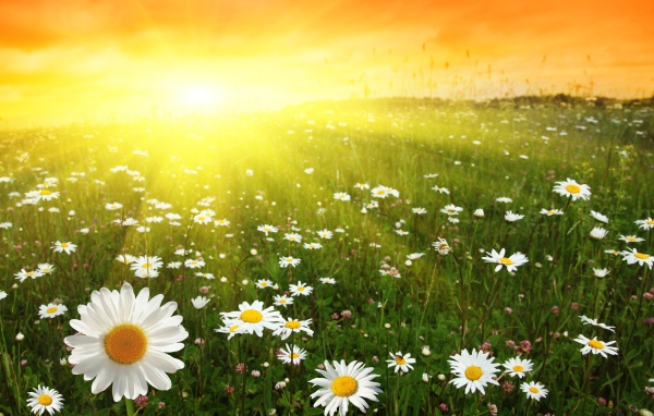 Ромашковое поле в лучах солнца на рассвете
