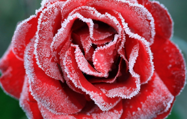 Большая красная роза покрыта инеем