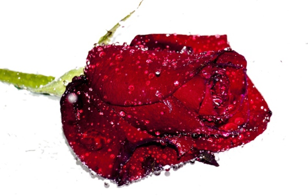 Бутон красной розы в каплях воды на белом фоне