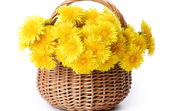 Корзина желтых одуванчиков на белом фоне