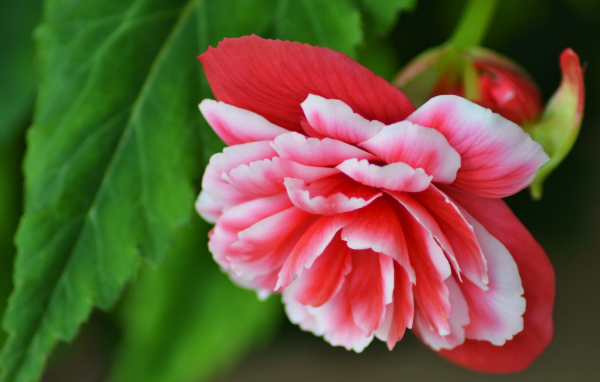 Красивый цветок бегония крупным планом