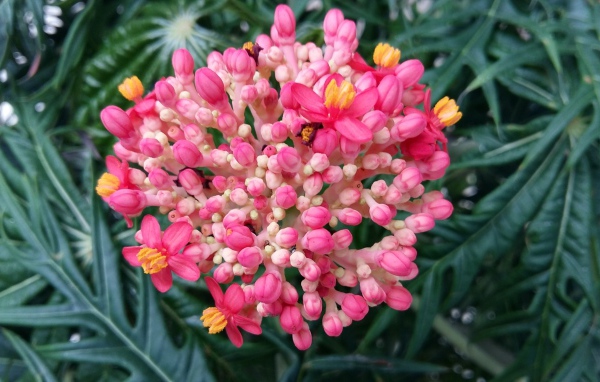 Красивый розовый цветок Ваточник 