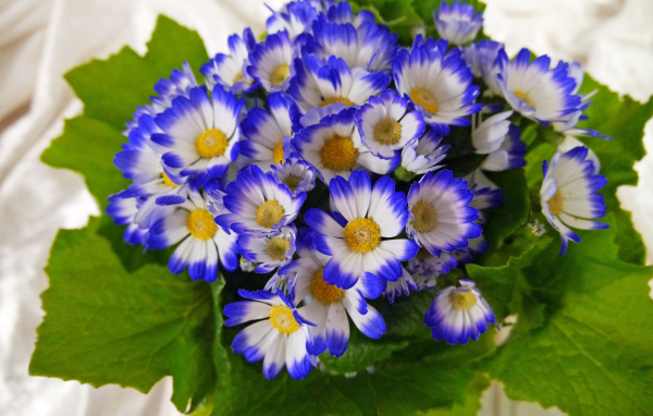 Красивые голубые с белым цветы цинерария 