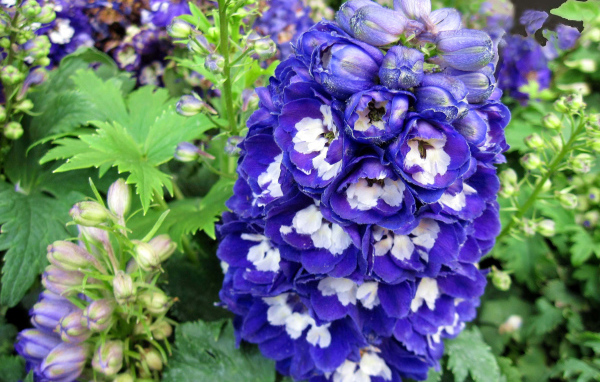 Красивый синий цветок дельфиниум крупным планом