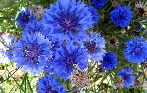 Красивые голубые цветы  васильки 